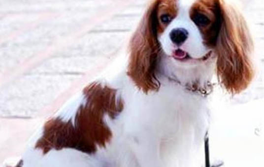 犬瘟細小能活多久