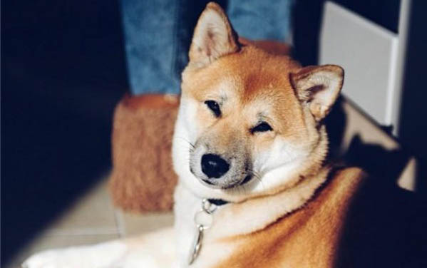 狗狗宮縮多久可以生產