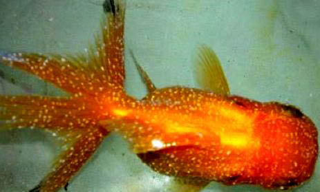 草種金魚飼養(yǎng)方法