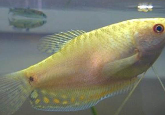 怎么給曼龍魚換水