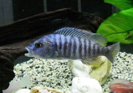 院子里大缸養魚怎么過冬