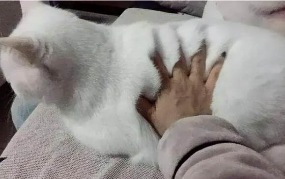 貓肚子咕咕叫是為什么