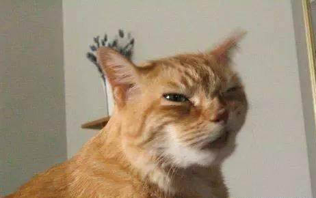 貓咪胃炎有哪些癥狀