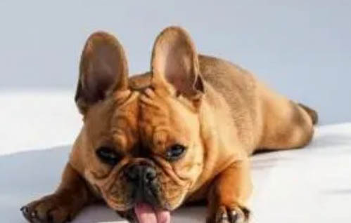 可愛的小型犬有哪些品種?