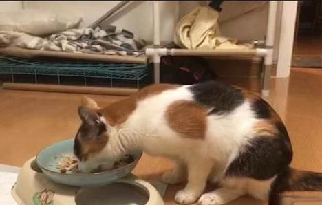 貓的生活特性