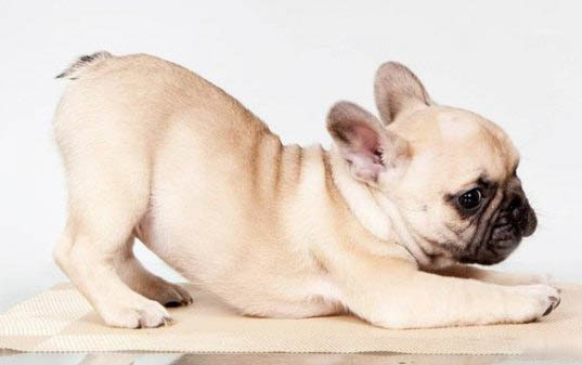 法國斗牛犬掉毛嗎