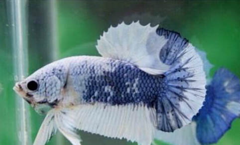 亞甲基藍可以直接放魚缸里嗎