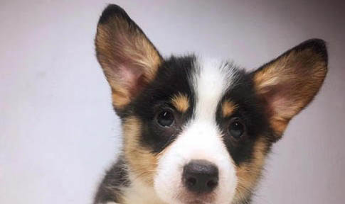 如何進行幼犬的教育和訓練