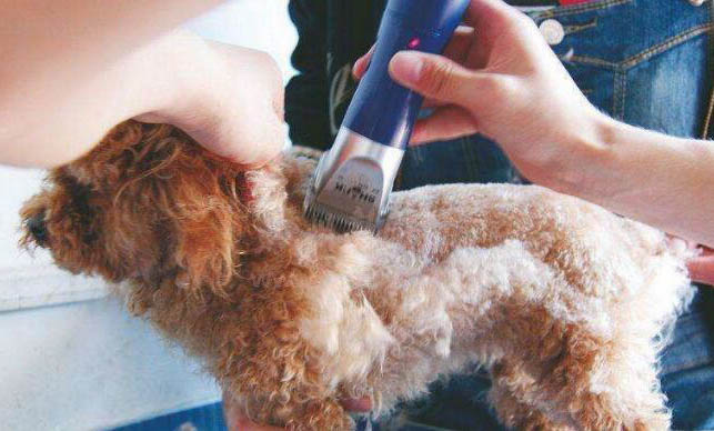 犬毒瘟靈隔多久打一針