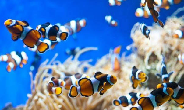 魚長寄生蟲怎么治療