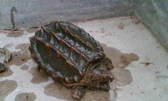 鱷魚的品種有哪些