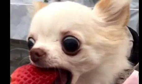 請問犬瘟可以治好嗎