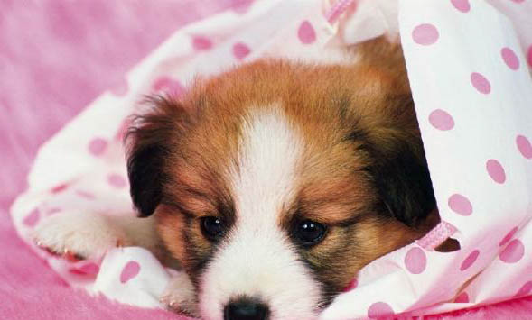 犬瘟反復(fù)發(fā)燒多久能好