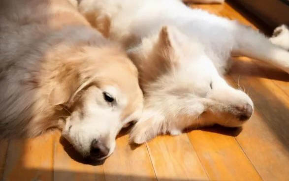 狗狗感冒會拉血嗎