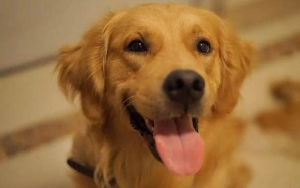 如何挑選金毛幼犬(推薦)