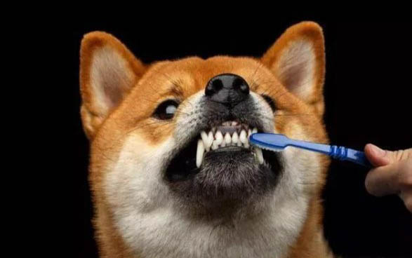 狗狗心絲蟲有哪些癥狀