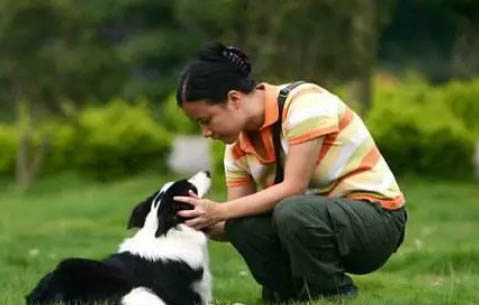 邊境牧羊犬身體發(fā)抖的原因及處理方法