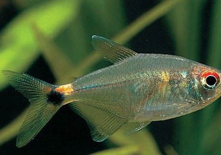潛水艇魚可以和蝦混養