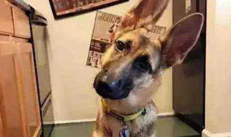 澳大利亞牧羊犬不愛吃東西的原因都是什么