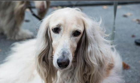 如何挑選能作為獵犬的土狗