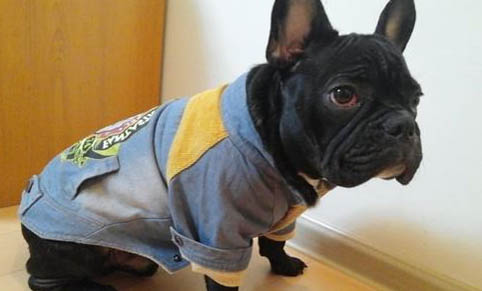 法國斗牛犬一個月怎么喂養
