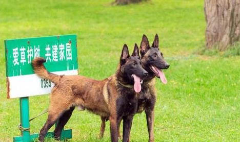 世界三大頂級護(hù)衛(wèi)犬