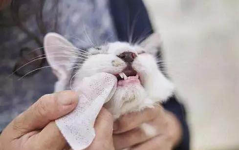 貓咪得了腎衰竭是不是要多喝水