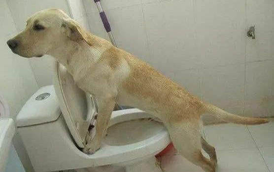 狗可以吃韭菜嗎