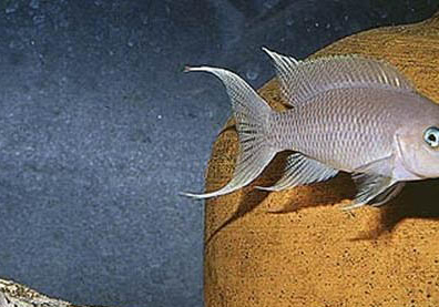 熱帶魚怎么開缸養水