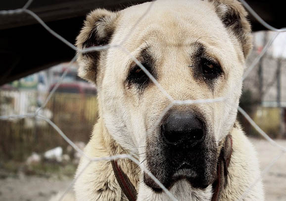 喜樂蒂牧羊犬吐清水了啥原因