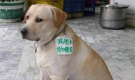 狗會流淚嗎