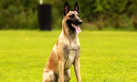 金毛和馬犬哪個聰明