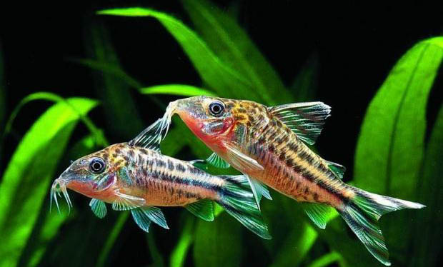 魚鰭上有白點