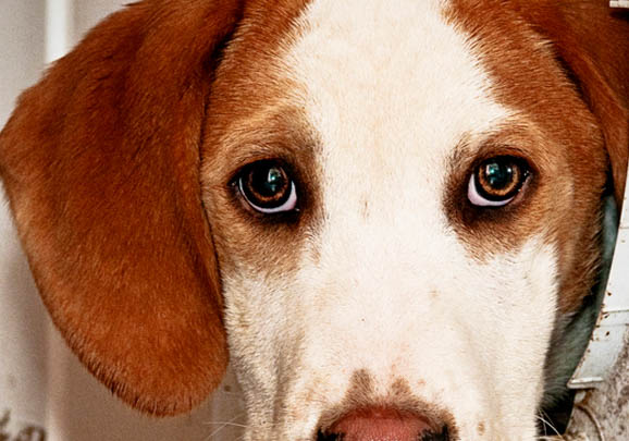英國(guó)獵狐犬體溫39.5度正常嗎