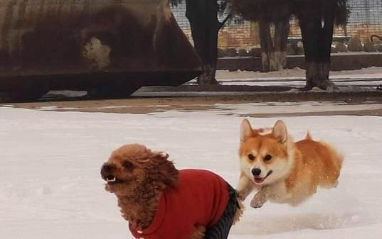 狗狗一直喝水是怎么回事?
