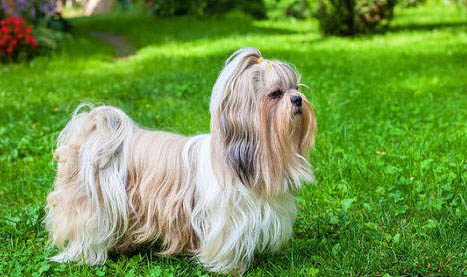 西施犬價格貴的原因及處理方法
