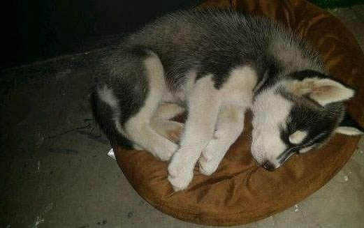 狗狗同時得了犬冠狀病毒和細小