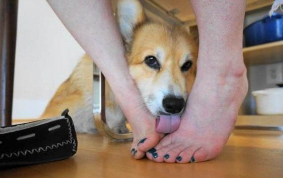狗狗大便果凍狀帶血絲