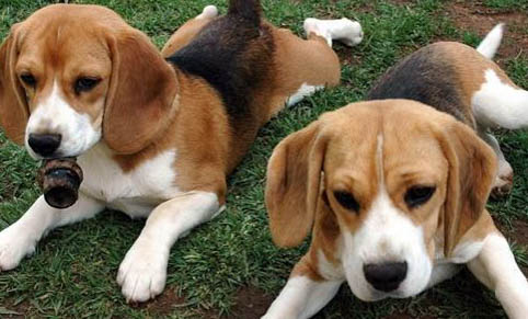 比格犬有哪些缺點呢?