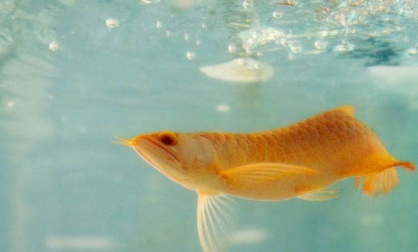觀賞魚細菌性敗血癥的病因分析