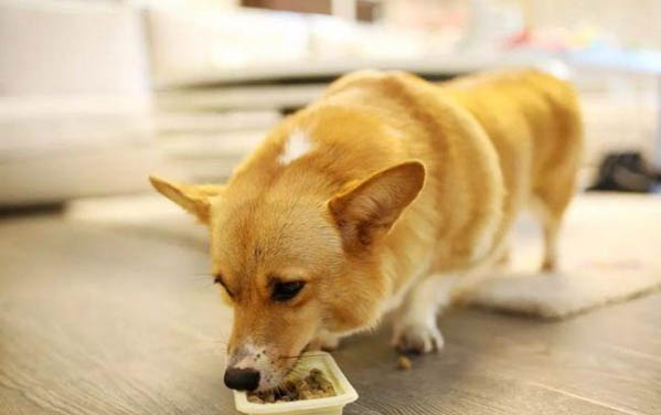 怎樣能看出狗狗懷孕了
