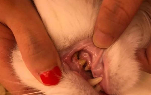 貓酒精中毒如何治療