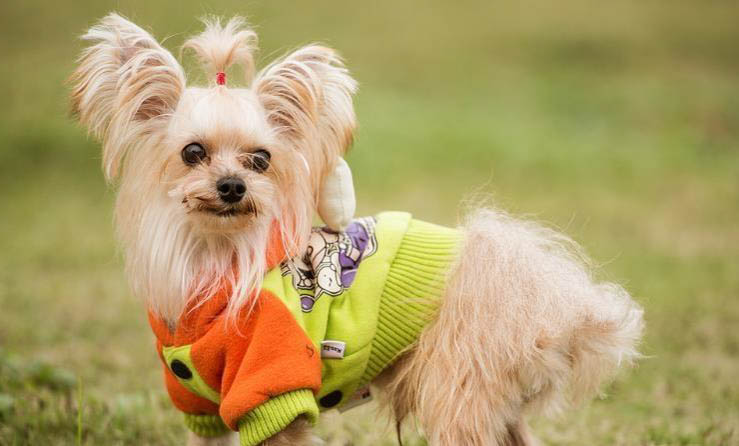 犬瘟反復(fù)發(fā)燒多久能好