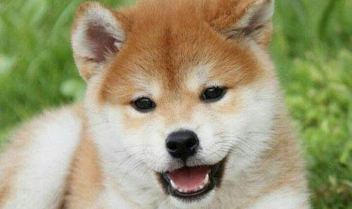 白色柴犬便宜嗎