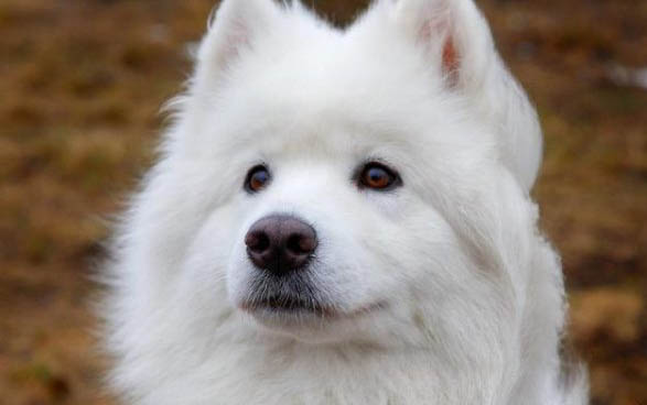 所有狗狗都有狂犬病嗎