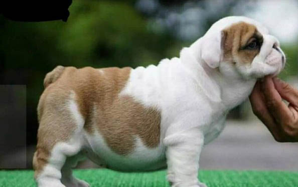 法國斗牛犬什么顏色最貴