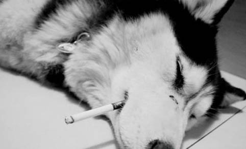狗為什么會打噴嚏啊