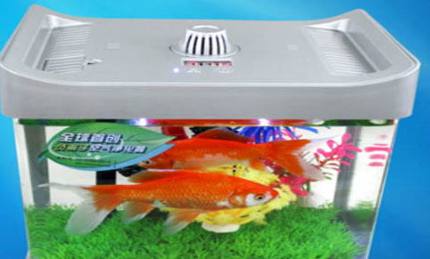 斗魚(yú)多大都能繁殖
