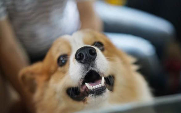 如何辨別狗狗是否懷孕了