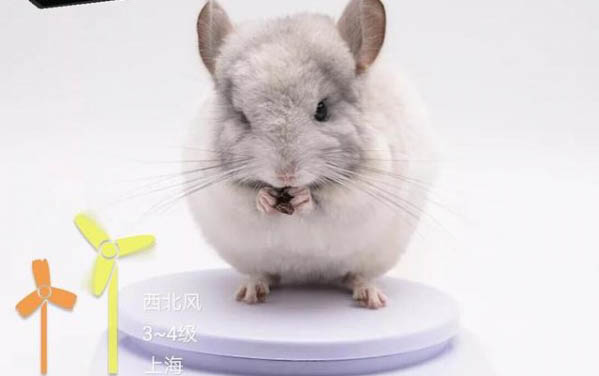 怎么判斷龍貓肚子脹氣?